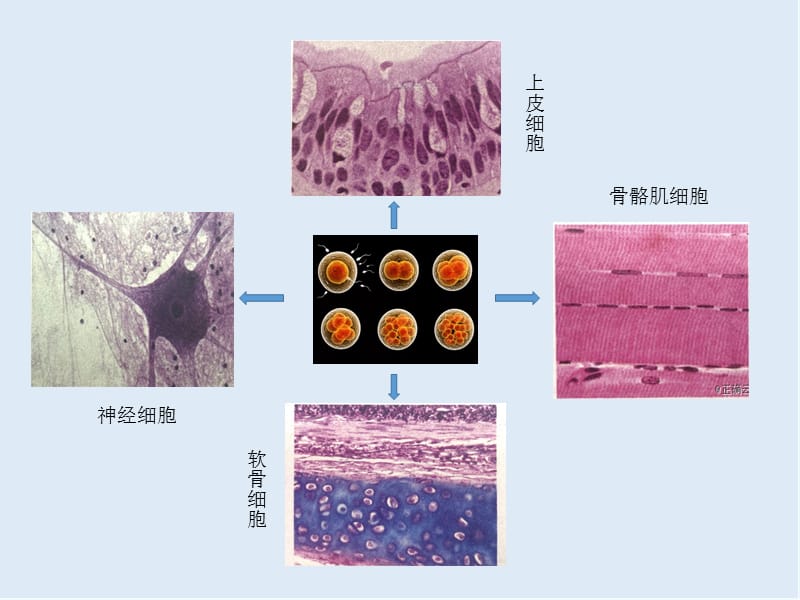 2019-2020学年高中生物人教版（2019）必修一课件：6.2细胞的分化 .ppt_第3页