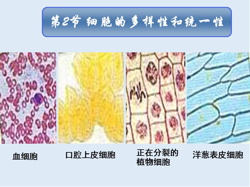 湖南省醴陵二中高一生物（必修一）课件：《1.2 细胞的多样性和统一性》 .ppt_第1页