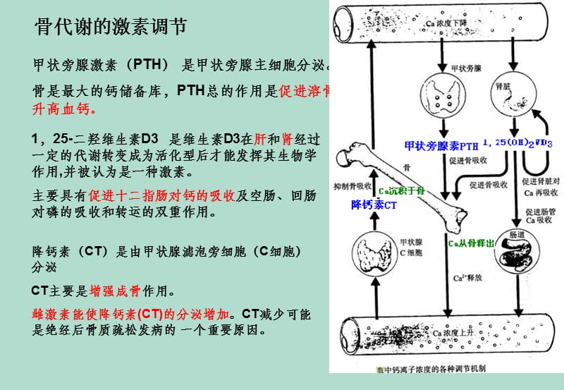 骨标志物临床应用.ppt_第2页