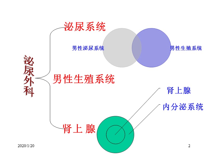 泌尿外科解剖学.ppt_第2页