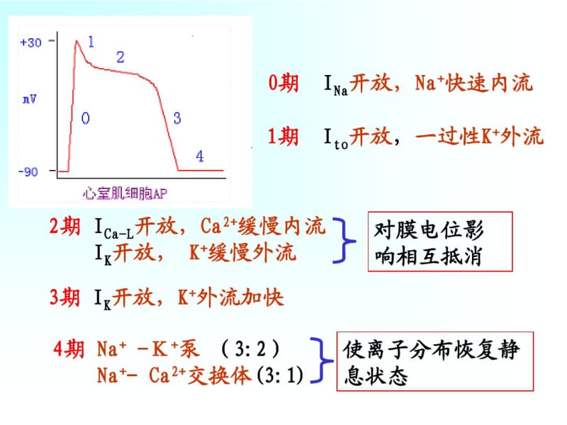 二、体表心电图..pdf_第3页