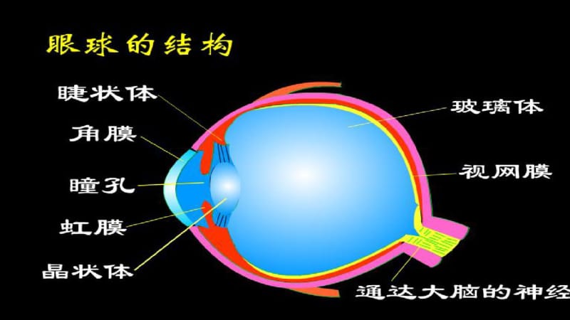 人教版八年级物理上册_5精品中学ppt课件.4_眼睛和眼镜.pdf_第3页