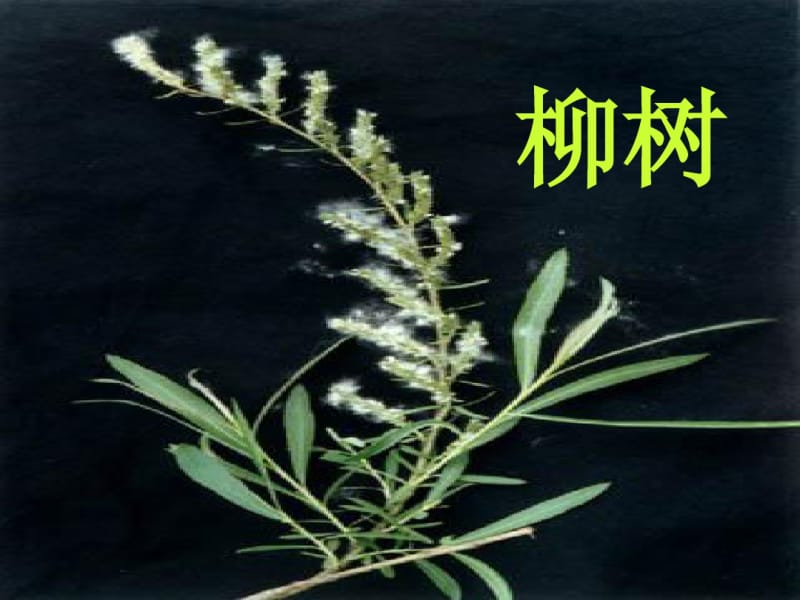 人教版小学语文二年级3植物妈妈有办法ppt课件.pdf_第2页