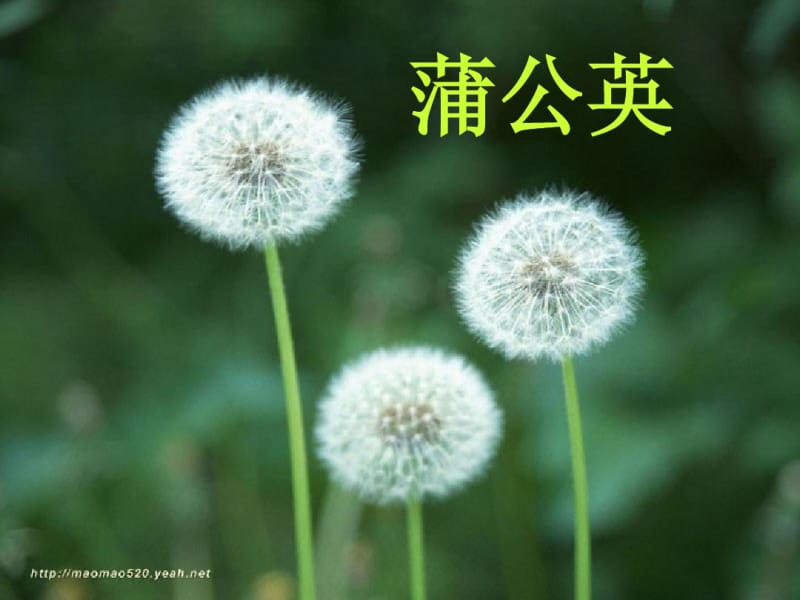 人教版小学语文二年级3植物妈妈有办法ppt课件.pdf_第3页