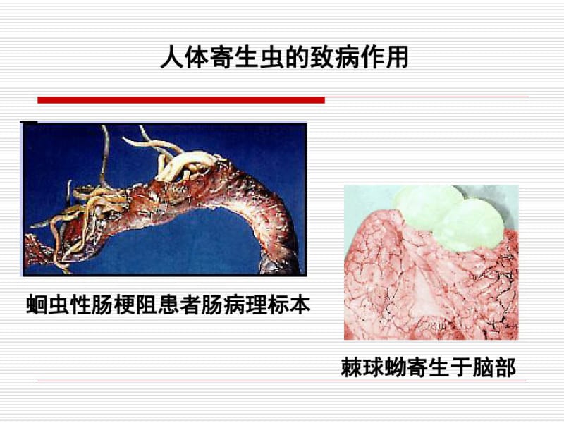 人体寄生虫学总论..pdf_第1页