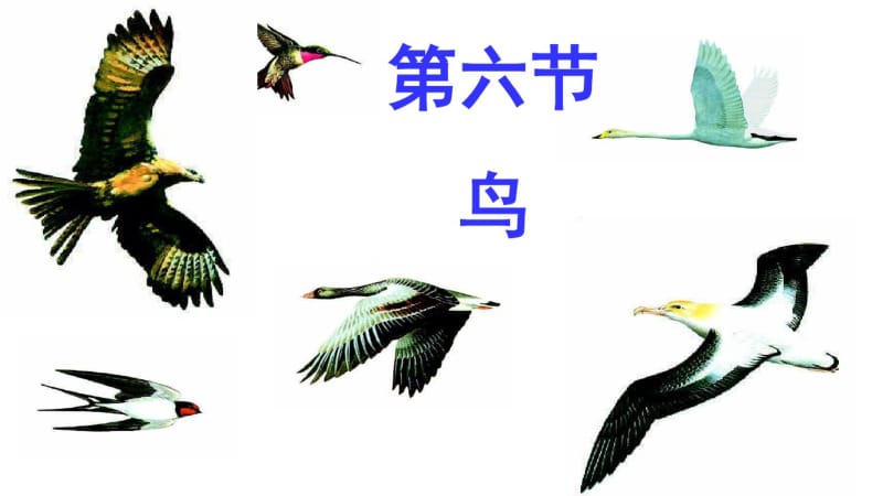 八年级生物上册《第一章_第六节-鸟》课件精品中学ppt课件.pdf_第1页