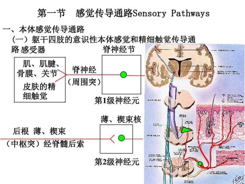 医学神经系统的传导通路.pdf_第3页