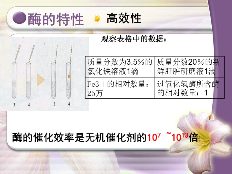 酶的特性(文).ppt_第3页