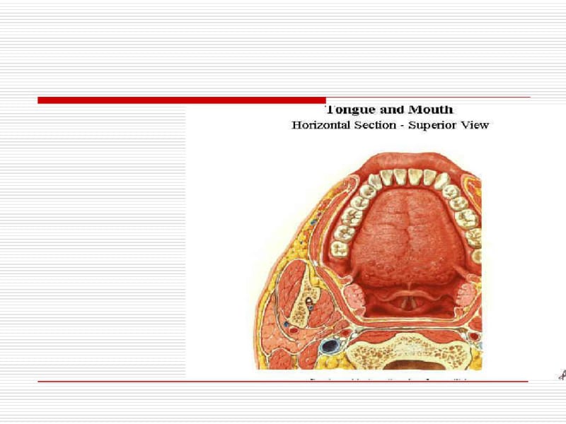 医学气管插管操作流程图文专题课件.pdf_第3页