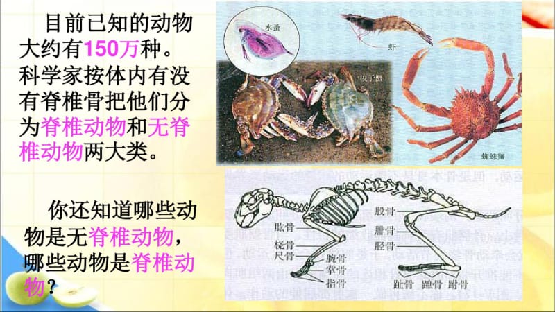 八年级生物上册《第一章_第一节_腔肠动物和扁形动物》课件精品中学ppt课件.pdf_第2页