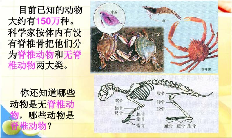 最新初二人教版八年级上册生物课件《第一章_第一节_腔肠动物和扁形动物》课件.pdf_第2页