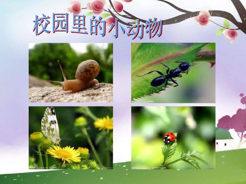 苏教版科学三上《校园里的小动物》PPT课件.pdf_第1页