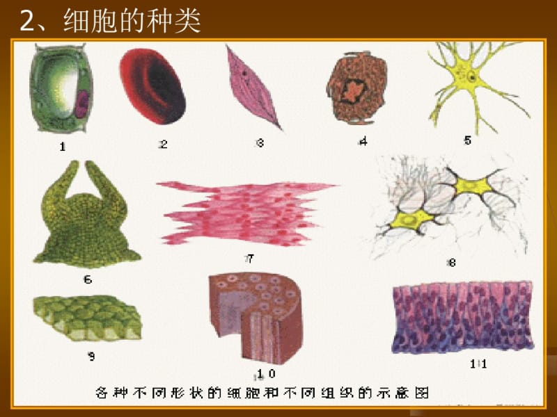 高二生物《细胞的结构和功能》1ppt课件.pdf_第2页