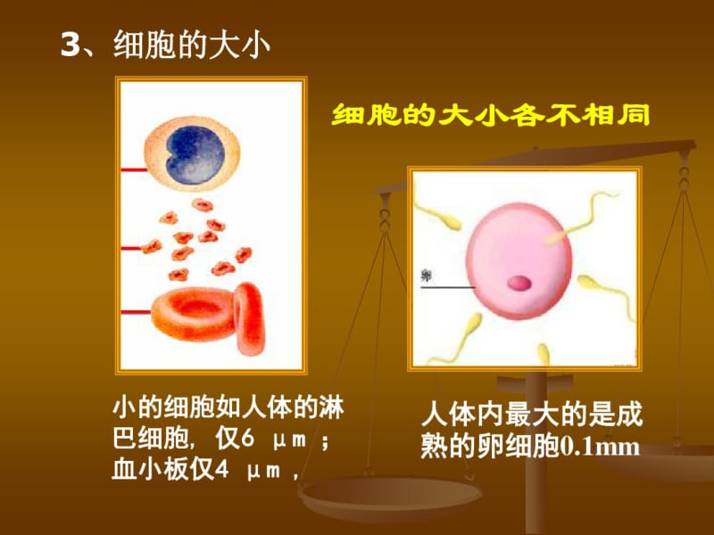 高二生物《细胞的结构和功能》1ppt课件.pdf_第3页