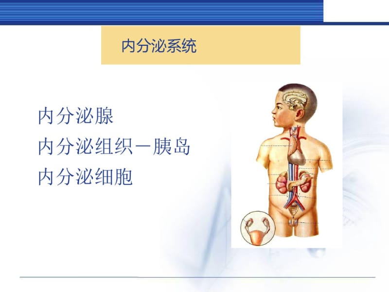 内分泌系统讲解.pdf_第2页