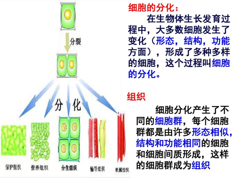 七年级生物上册_细胞分化形成组织__北师大版..pdf_第3页