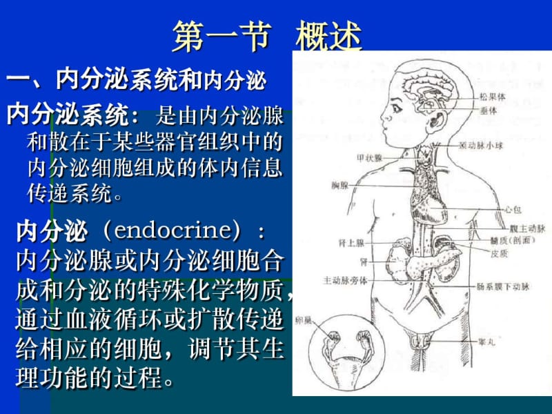 内分泌生理讲解.pdf_第2页