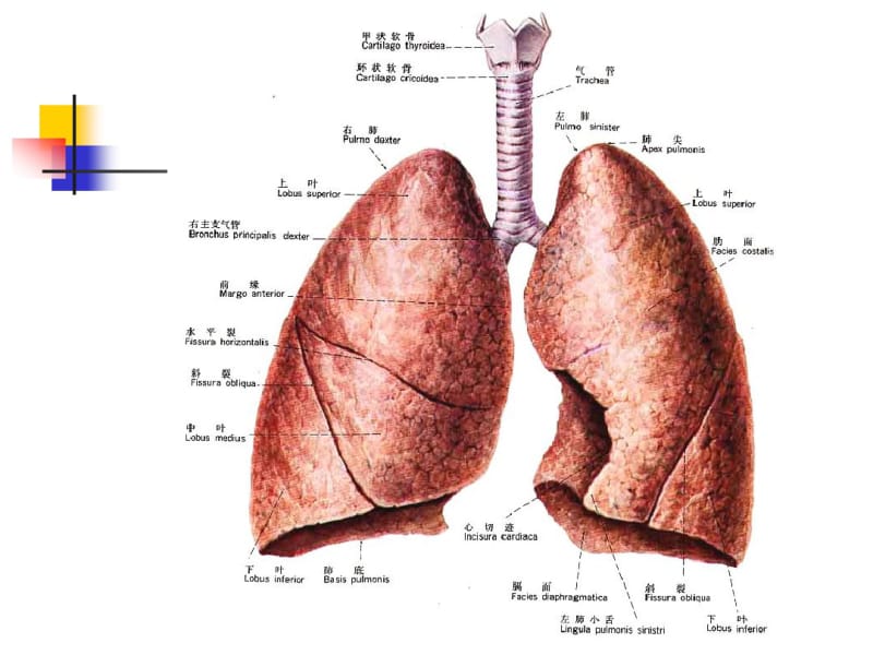 关于肺解剖讲解.pdf_第3页