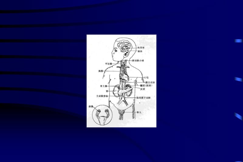 内分泌总论讲解.pdf_第3页