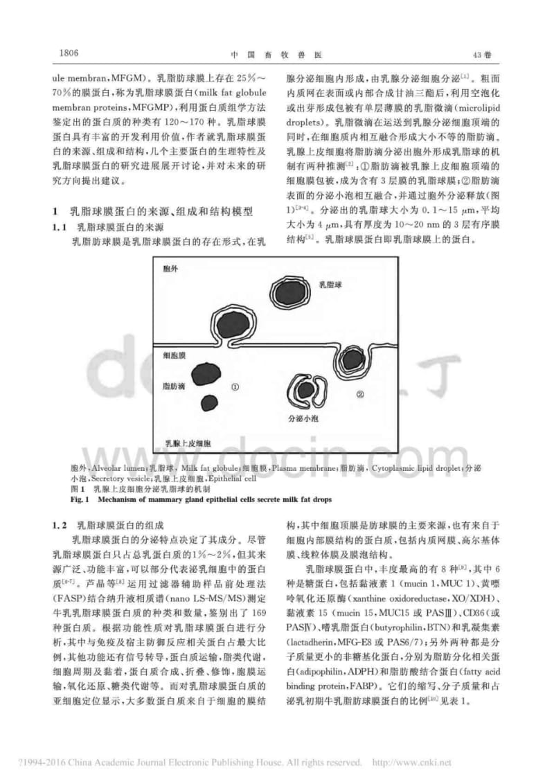 乳脂球膜蛋白的研究进展.pdf_第2页