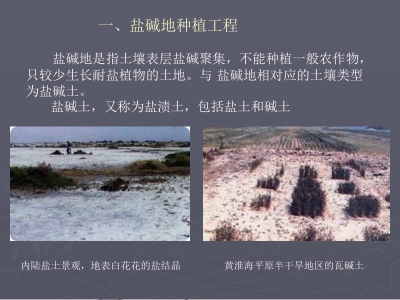 盐碱地.ppt.ppt_第3页