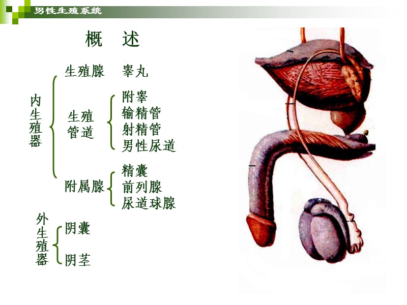 生殖系统.ppt_第2页