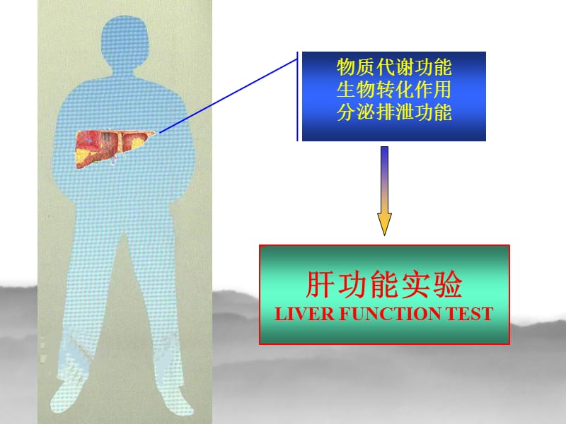 肝脏血清酶学检查.ppt_第2页