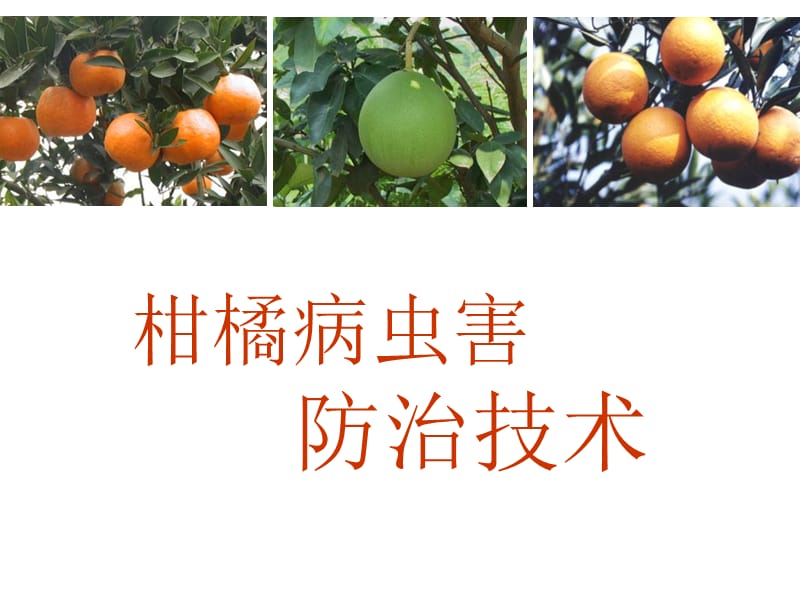 柑橘病虫害防治全面技术.ppt_第1页