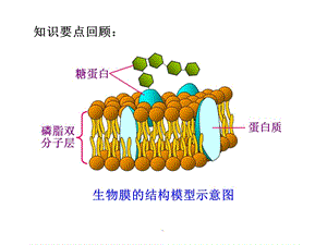 第三节 物质跨膜运输的方式.ppt