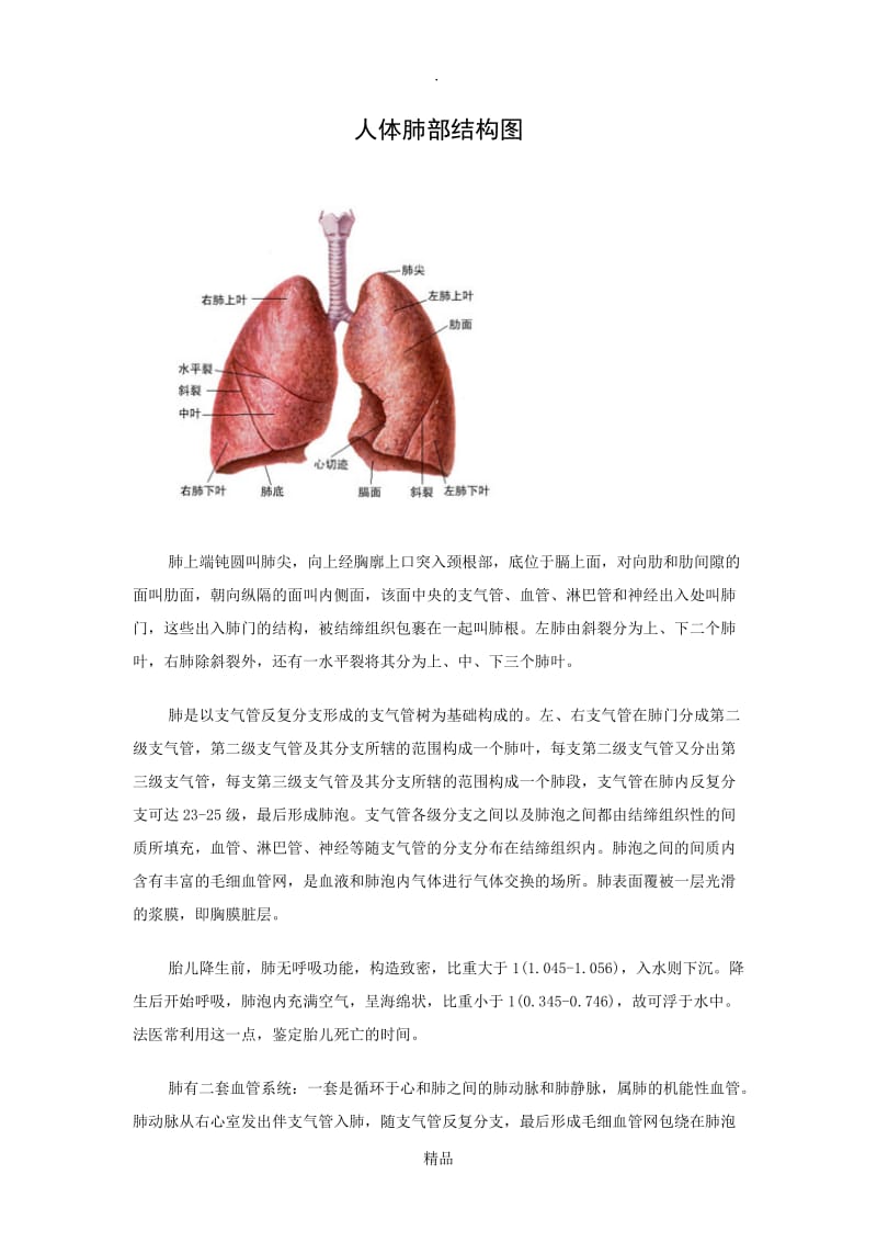 人体肺部结构图.doc_第1页