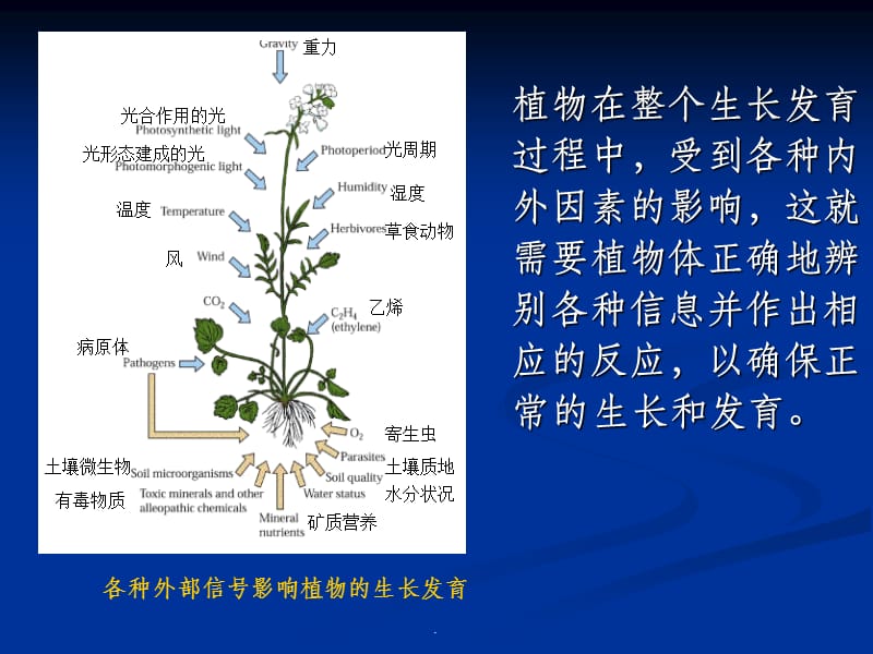 植物生理学信号转导..ppt_第2页