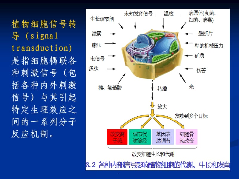 植物生理学信号转导..ppt_第3页