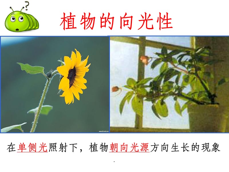 植物激素的发现.ppt_第1页