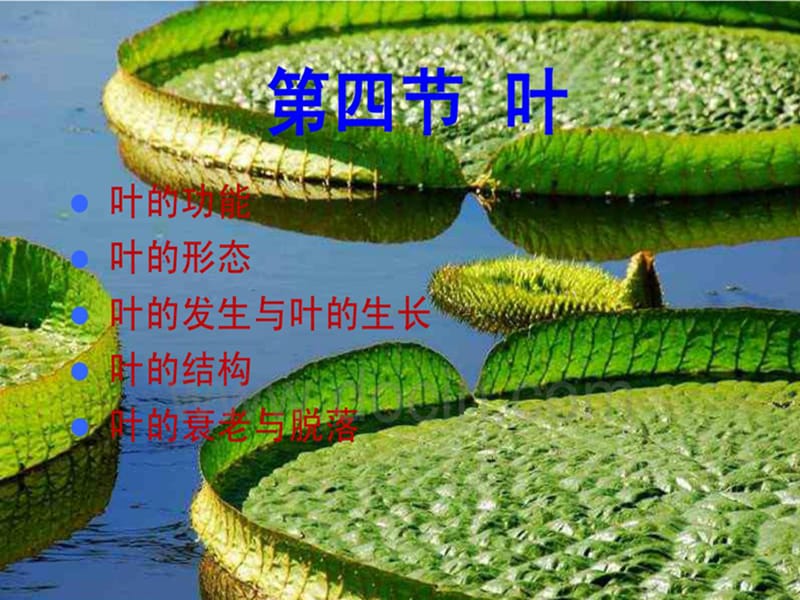 植物形态结构(叶).ppt_第1页