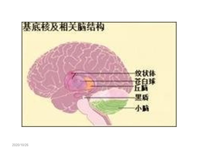 基底节区解剖位置关系图及临床；.ppt_第3页