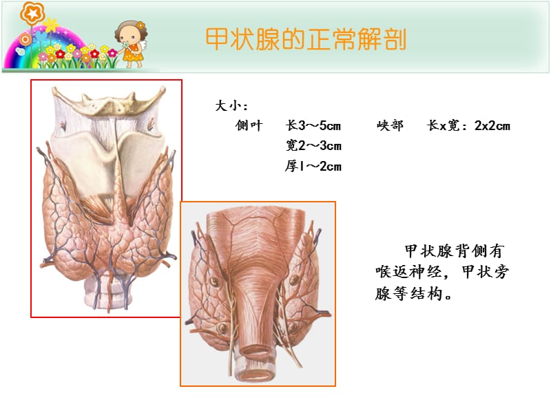 甲状腺结节的超声诊断与鉴别；.ppt_第3页