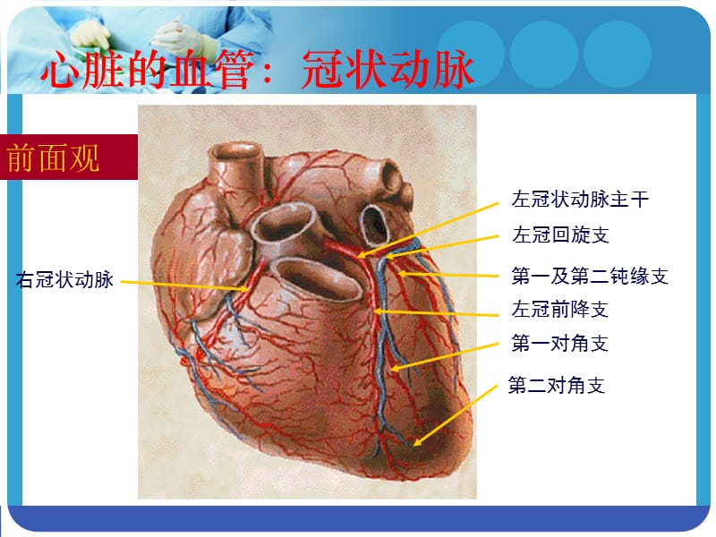 冠脉造影术的护理ppt.ppt_第3页