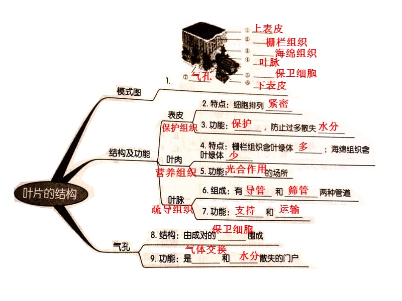 北师大版七上生物 第五章期末复习知识点.ppt_第3页