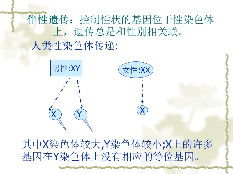 伴性遗传课件陈耿.ppt_第3页