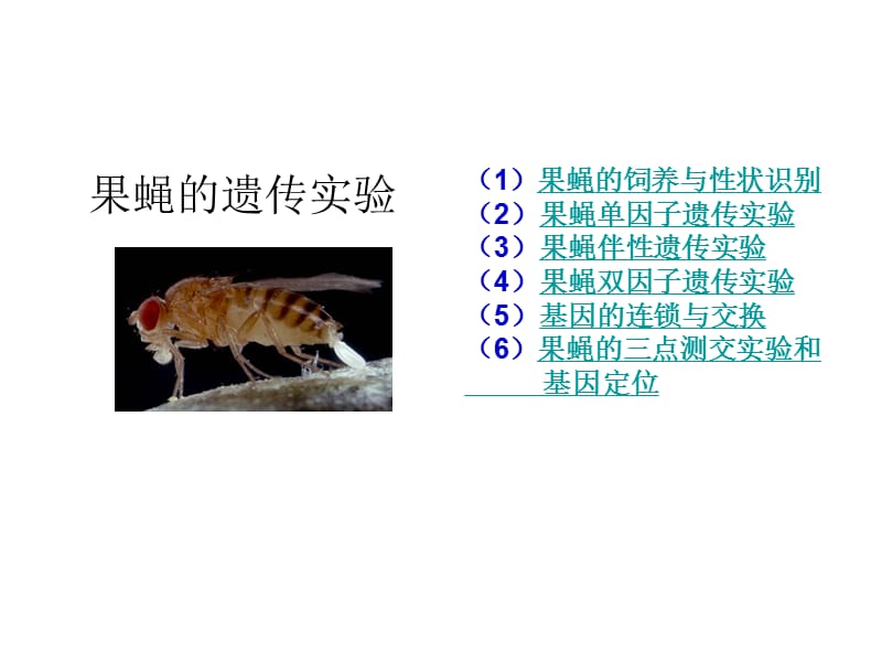 果蝇的遗传实验.ppt_第1页