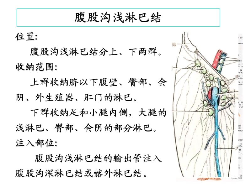 下肢血管、肌肉、神经解剖.ppt_第2页