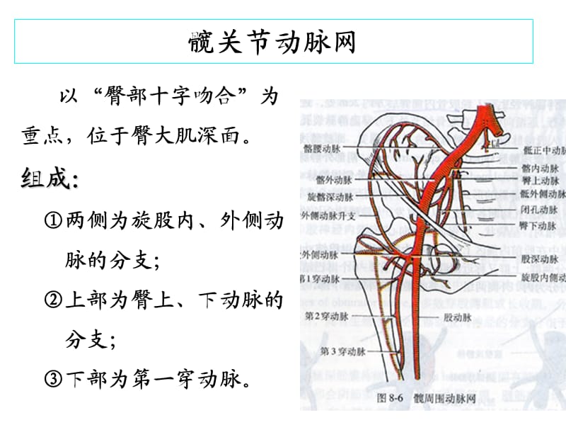 下肢血管、肌肉、神经解剖.ppt_第3页