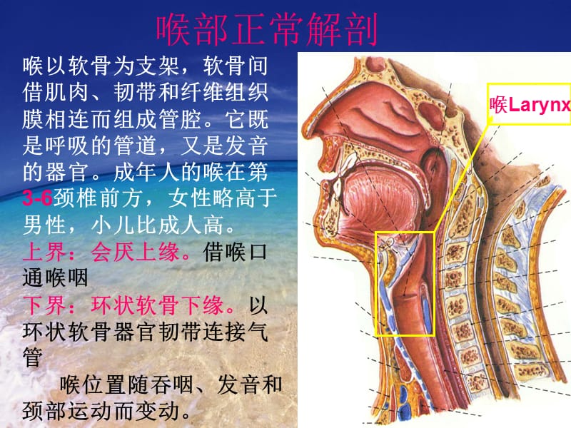 喉部解剖及常见疾病CT诊断.ppt_第2页