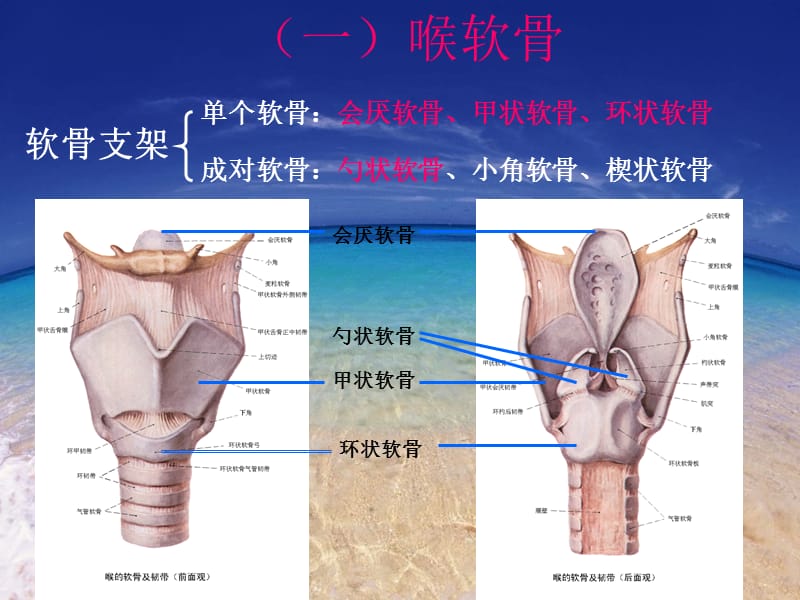 喉部解剖及常见疾病CT诊断.ppt_第3页