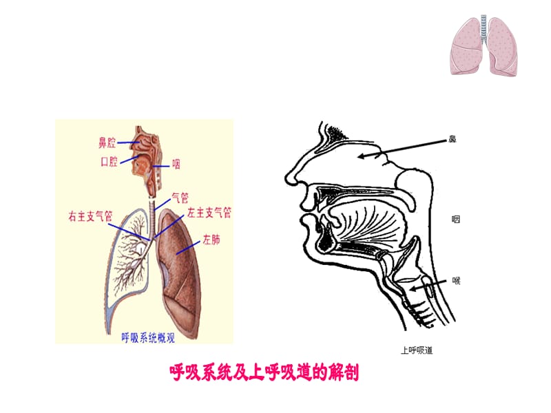 上呼吸道感染(急性).ppt_第2页