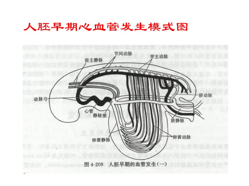 心脏发生与发育.ppt_第3页