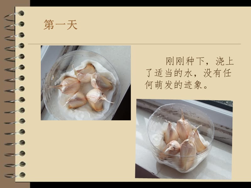 大蒜种子萌发和生长记录.ppt_第2页