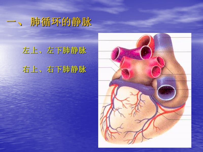 静脉(解剖).ppt_第3页