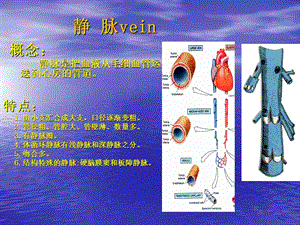 静脉(解剖).ppt