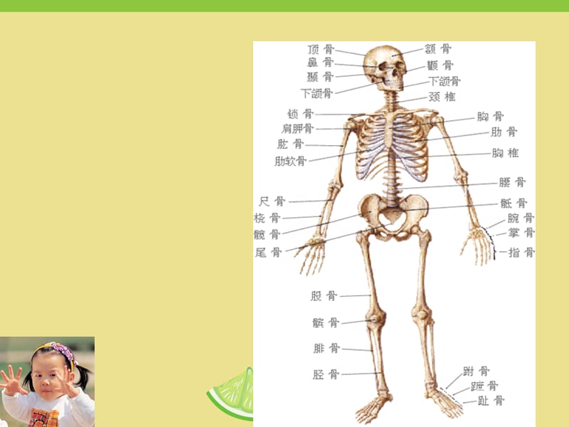 学前儿童卫生保健.ppt_第3页